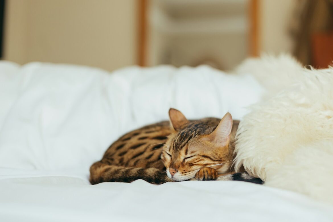 un chat léopard