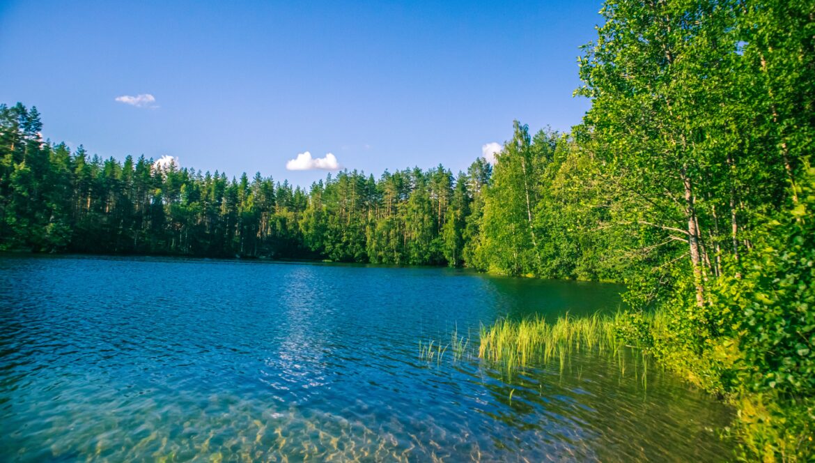 arbres verts à côté du plan d’eau sous le ciel bleu pendant la journée